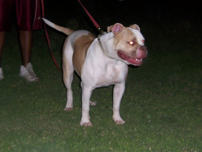 XTREMEBULLDOG QUEEN IVORY OF BESSANT'S